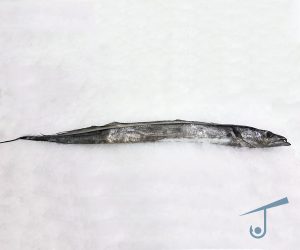 Reef Fish | Jay Sea Foods Processing (Pvt) Ltd.